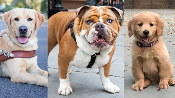 Dogs Stress (Social Media)
