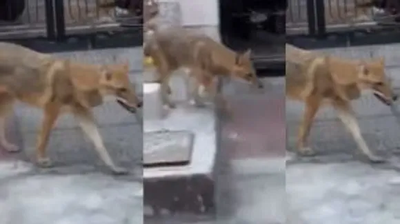 movement of jackal