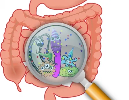 Gut bacteria
