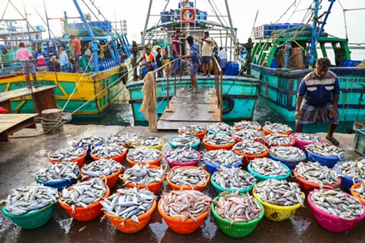 Fresh Catch at Chennai Coast as Fishing Ban Ends