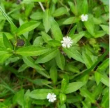 भृंगराज: बालों और सेहत का आयुर्वेदिक वरदान, जानें इसके अद्भुत फायदे!