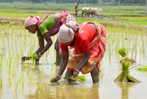 Purulia: Women Farmers Transplant Paddy
