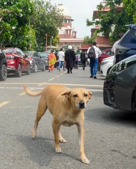 New Delhi: Stray dog outside Supreme Court after SC allows release post-sterilisation
