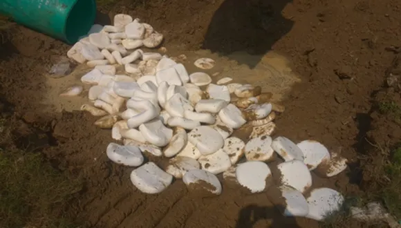 गाजियाबाद: निडोरी में 2,500 किलो मिलावटी पनीर नष्ट, नमूने लेकर भेजा गया प्रयोगशाला