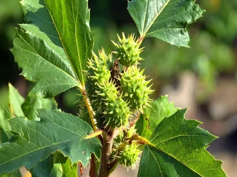 खतपतवार और नुकीला पौधा संखाहुली है गुणकारी, सेवन से पहले जान लें फायदे