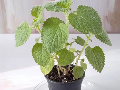 बच्चों से लेकर बड़ों तक के लिए लाभकारी है मैक्सिकन मिंट, संक्रमण से लड़ने की देता है शक्ति