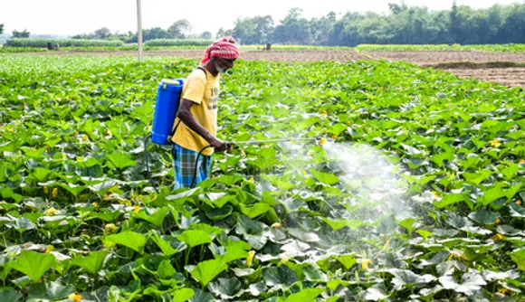 Nadia: Farmer Tends Pumpkin Field