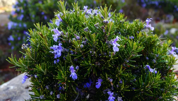 अब नेचुरल तरीके से पाएं मच्छरों से छुटकारा, बस लगाइए ये छोटा सा पौधा