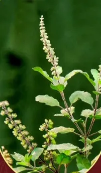 Tulsi Benefit