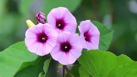 स्वास्थ्य के लिए वरदान है विधारा, जड़ से लेकर फूल तक सब फायदेमंद