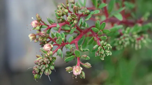 दूधी: अस्थमा, पेट और त्वचा के लिए चमत्कारी औषधीय पौधा, जानिए घरेलू उपाय