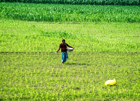Morigaon: Farmers Spread Fertilizer on Maize Crops