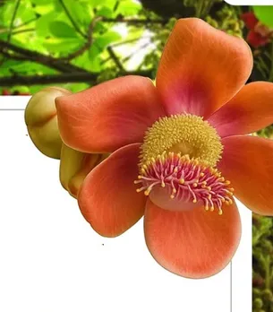 Nagalinga tree benefit