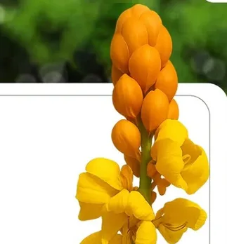 Daad Mardan Flower Benefit