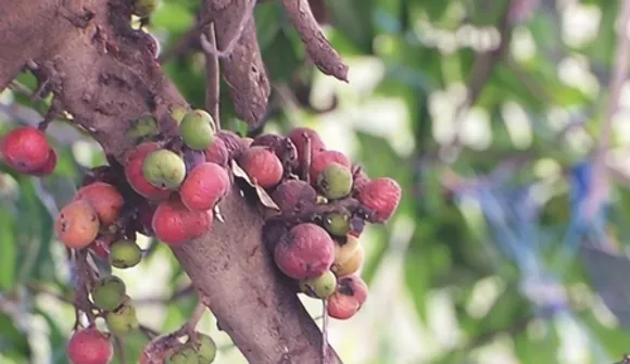 गूलर के हर हिस्से में औषधीय गुण, उम्र बढ़ने की प्रक्रिया को करता है कम