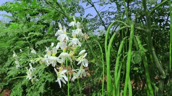 सहजन क्यों है इतना खास? आयुर्वेद से जानिए उपयोग और फायदे