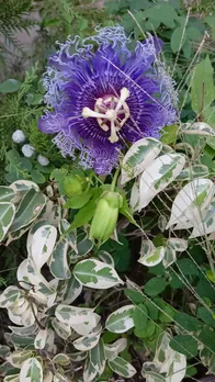 Krishna kamal benefit