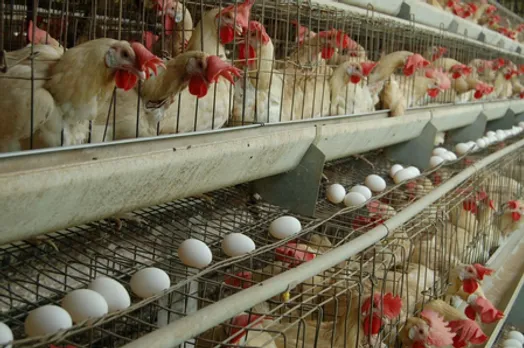 Namakkal egg prices hit record high, likely to remain till Pongal