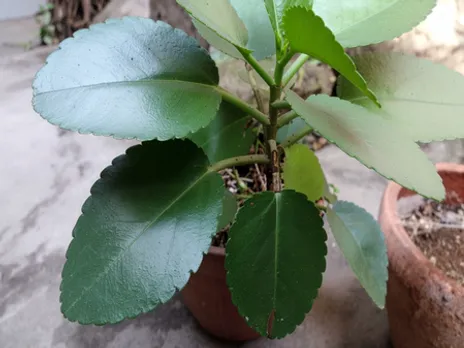 पत्थरचट्टा: पथरी से लेकर यूटीआई के संक्रमण को कम करने में मददगार है पत्थरचट्टा