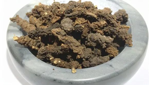 सुगंध बाला (तगर): नींद, तनाव और पाचन सुधारने वाली आयुर्वेदिक जड़ी-बूटी