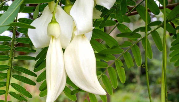 सिरदर्द से लेकर जोड़ों तक, हर समस्या से निजात दिलाएगी ये आयुर्वेदिक जड़ी-बूटी