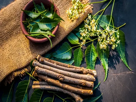 ओरल हेल्थ के लिए वरदान है दातुन, सिर्फ दांतों के लिए नहीं बल्कि पूरे शरीर के लिए है लाभकारी