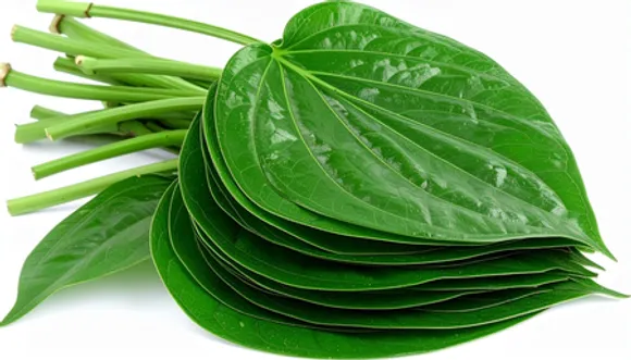 Pan ka patta, Betel leaf