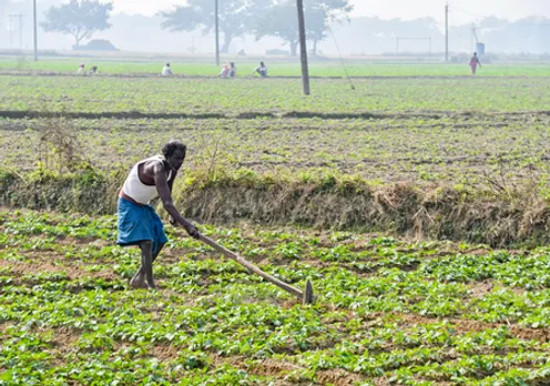 Purba Bardhaman: Farmer at Work in Potato Field
