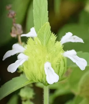 दूधिया घास: घर में आसानी से उगने वाला सुपर हर्ब, बीमारियों को रखे कोसों दूर