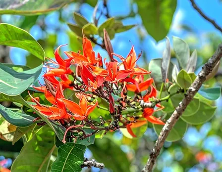 पलाश: एक चमत्कारिक औषधीय वृक्ष, जो सेहत और सुंदरता दोनों का रखे ख्याल