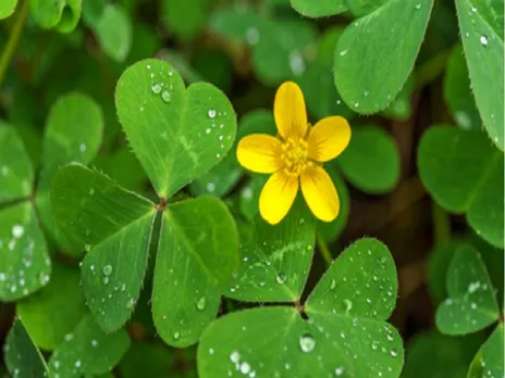 मामूली सी दिखने वाली चांगेरी घास है गुणों का खजाना, ह्दय रोगों से लेकर ल्यूकोरिया तक में असरदार