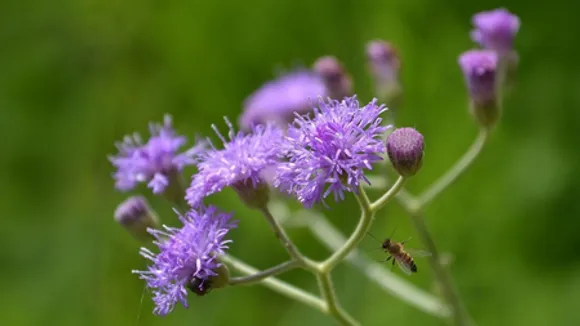 सहदेवी: आयुर्वेद की चमत्कारी जड़ी-बूटी, किडनी से लेकर लीवर तक की रक्षक