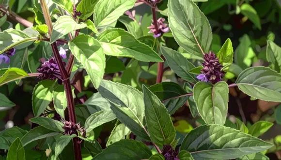 मरुआ: आयरन, कैल्शियम और विटामिन से भरपूर आयुर्वेदिक पौधा, सर्दियों के लिए बेस्ट