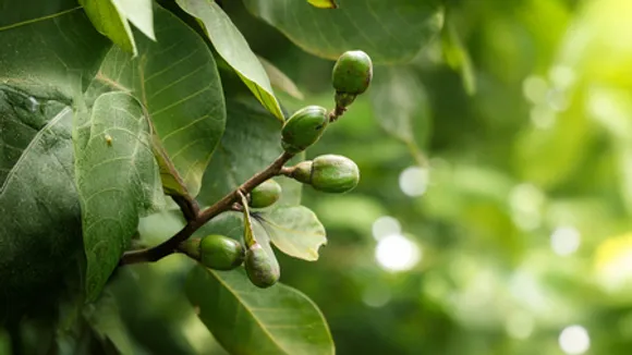 भिलावा: पाचन, त्वचा और जोड़ों के दर्द में चमत्कारी लाभ, पर सावधानी जरूरी