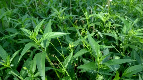 चिरायता: आयुर्वेद की चमत्कारी औषधि, जो बढ़ाए इम्यूनिटी और साफ करे खून