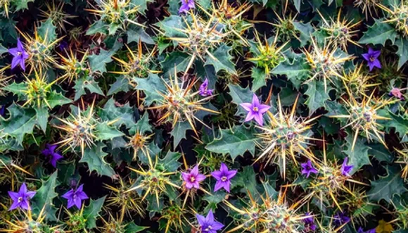 भटकटैया: जंगल का रहस्यमयी पौधा, जिसके फूल, तने और बीज सब में छिपा है औषधीय गुण