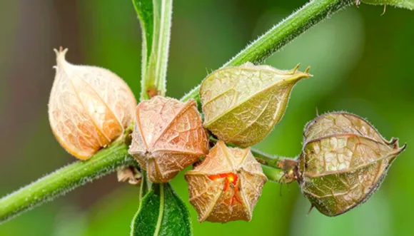 अश्वगंधा: आयुर्वेद की चमत्कारी औषधि, जो तन और मन दोनों का रखे ख्याल
