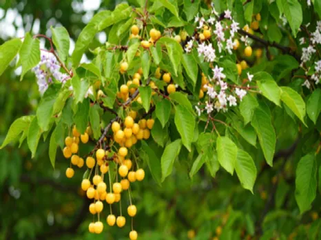 बकायन: आयुर्वेद की चमत्कारी औषधि, जो करता है शरीर को अंदर से साफ