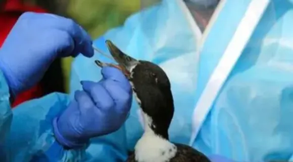 बिहार: दरभंगा में एवियन इन्फ्लुएंजा की पुष्टि, हाई अलर्ट जारी