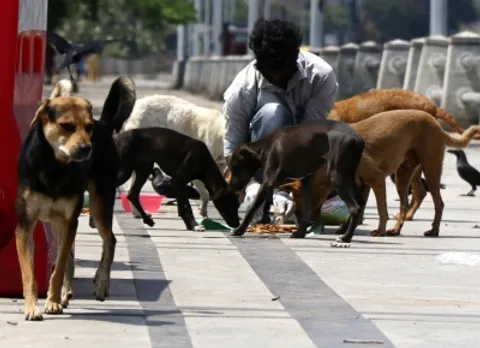 street dogs,stray dog,