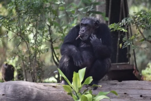 Hyderabad Zoo, chimpanzee 'Suzi'