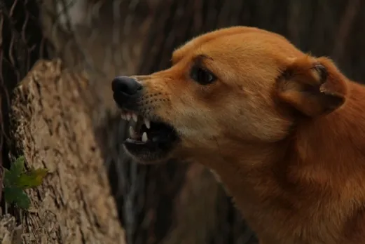 Rabies-infected girl bites 40 people before dying in UP village