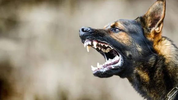 Dog Bites