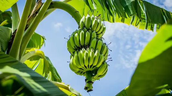 banana