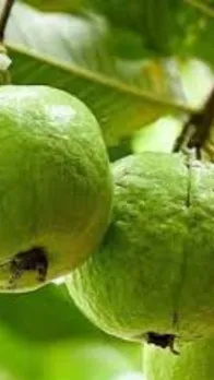 guava (1)
