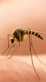 dengue