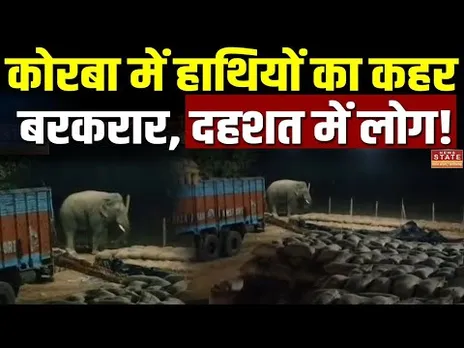 Korba News: धान खरीदी केंद्र में हाथी का दिखा मूवमेंट, कर्मचारियों ने हाथियों के खिलाया भोजन