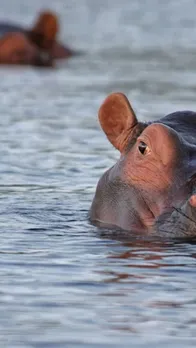 आखिर Hippopotamus का पसीना क्यों होता है गुलाबी?