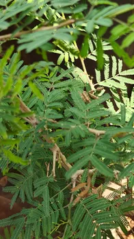 शमी का पेड़ कब और कहां लगाना चाहिए? लगाने से पहले जानें ये जरूरी बात