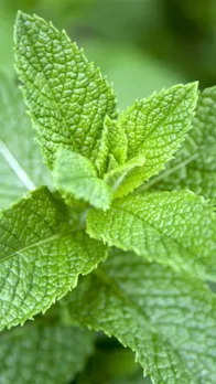 खाली पेट पुदीने की पत्तियां चबाने के 5 फायदे!